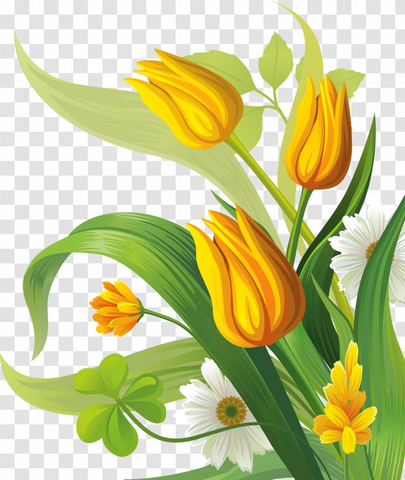 Flower Clip Art - Lily Family - Tulip Transparent PNG