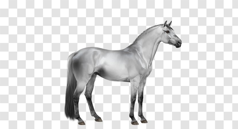 Mare Stallion Mustang Mane Trakehner - Pony Transparent PNG
