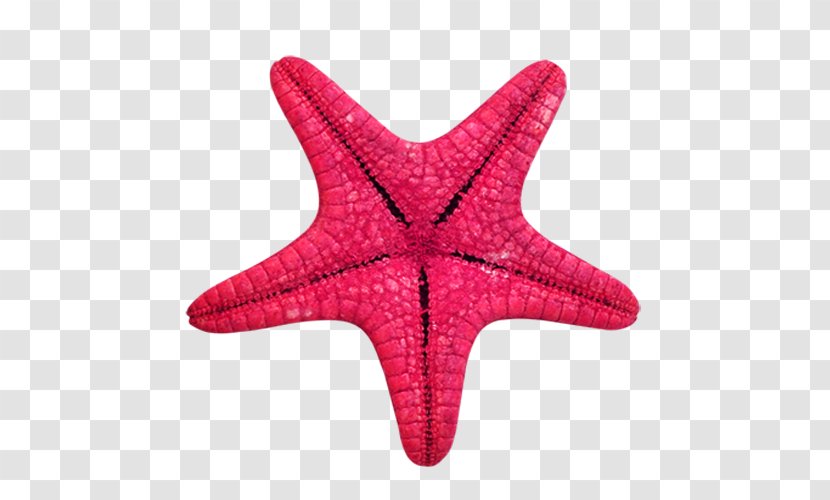 Starfish Animal Sea Vegetation Clip Art - Pink Transparent PNG