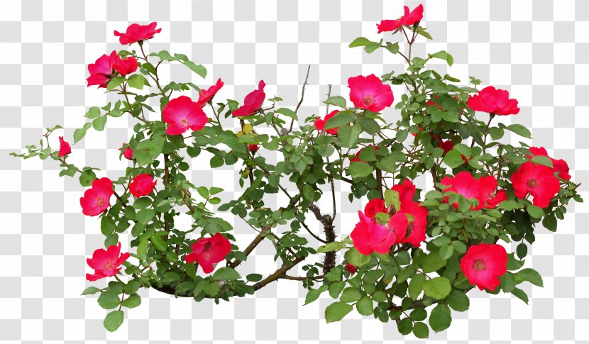 Flowering Plant Rose - Garden Roses - Bushes Transparent PNG