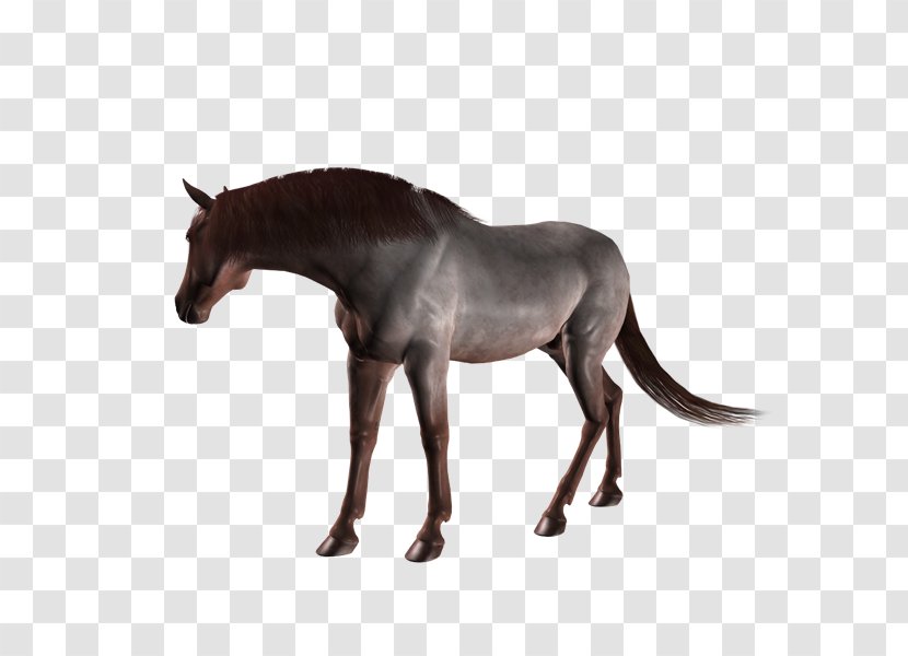 Mule Stallion Mustang Mare Colt - Snout - Ds Transparent PNG