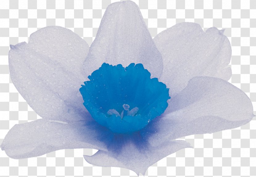Flower Petal - Narcissus Transparent PNG