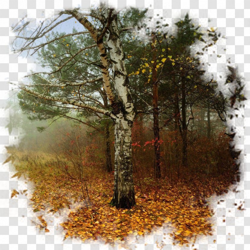 Desktop Wallpaper Deciduous Landscape - Woodland - Autumn Transparent PNG