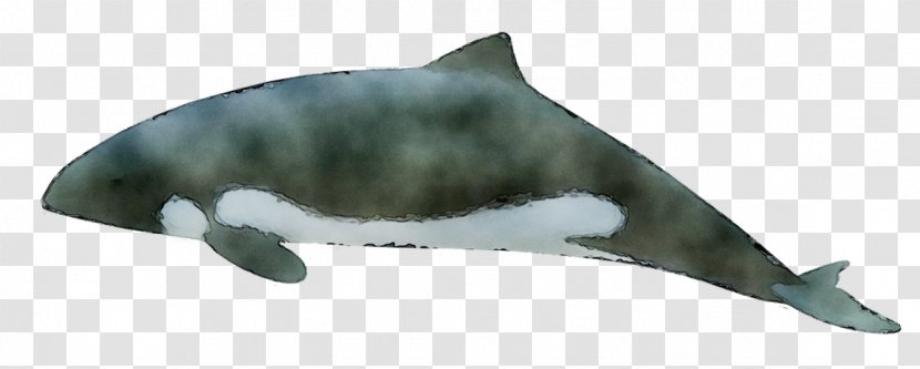 Tucuxi Common Bottlenose Dolphin Porpoise Fauna - Animal Figure - Bowhead Transparent PNG