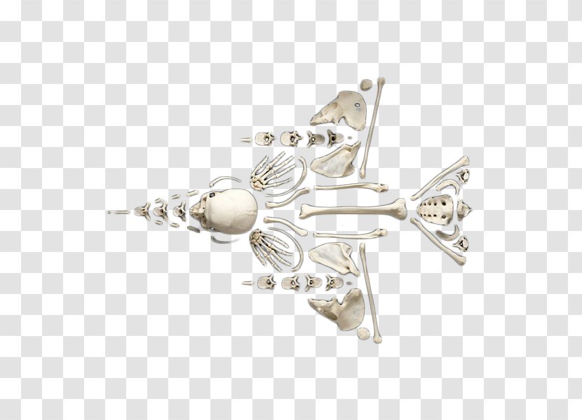 Airplane Aircraft Bone Shape - Skeleton Puzzle Transparent PNG