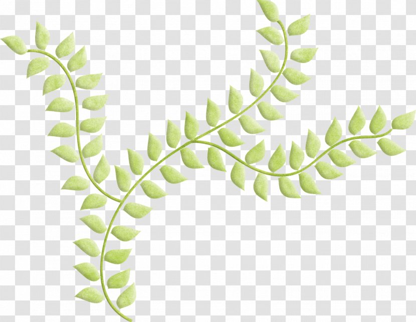 Leaf Plant Stem Tree Organism - Flower Transparent PNG