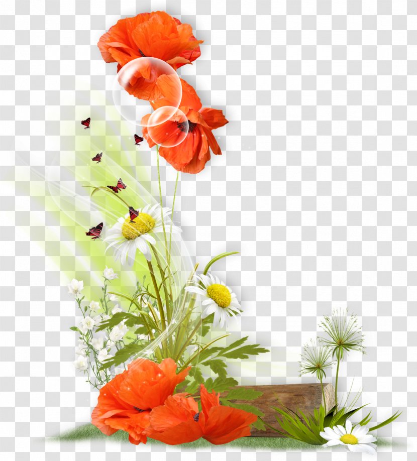 Flower Clip Art - Poppy Family Transparent PNG