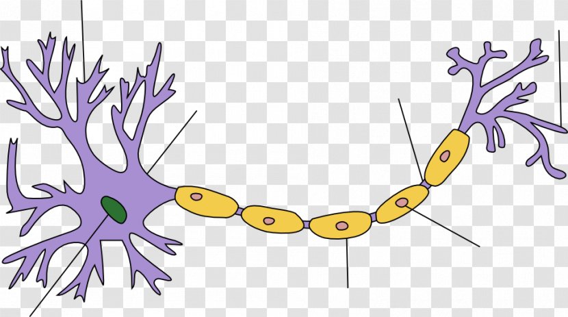 Biological Neuron Model Nervous System Upper Motor Anatomy - Flower - Auriculotemporal Nerve Transparent PNG
