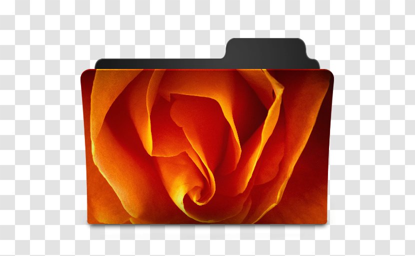 Desktop Wallpaper Rose Color - Directory Transparent PNG