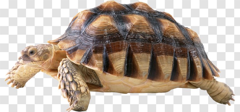Turtle - Common Snapping - Volkswagen Transparent PNG