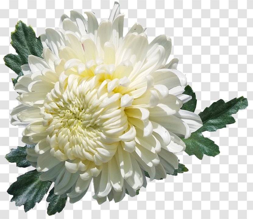 White Chrysanthemum Flower Oxeye Daisy Desktop Wallpaper - Plant Transparent PNG