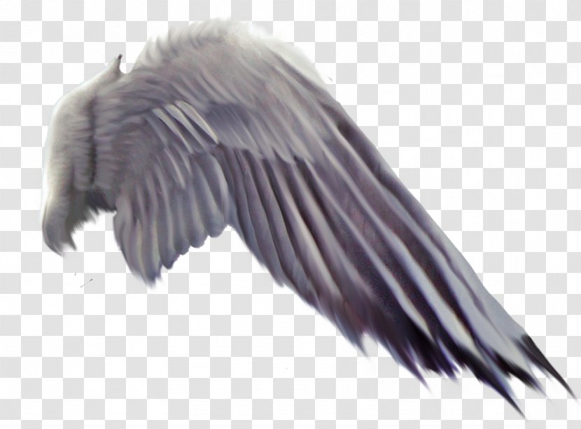 Bird Flight Wing Vulture - Wildlife Transparent PNG