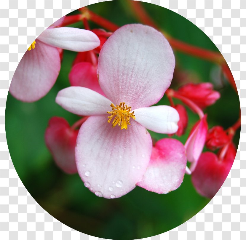 Wax Begonia Involucrata Flower Genus Aequilateralis - Petal Transparent PNG
