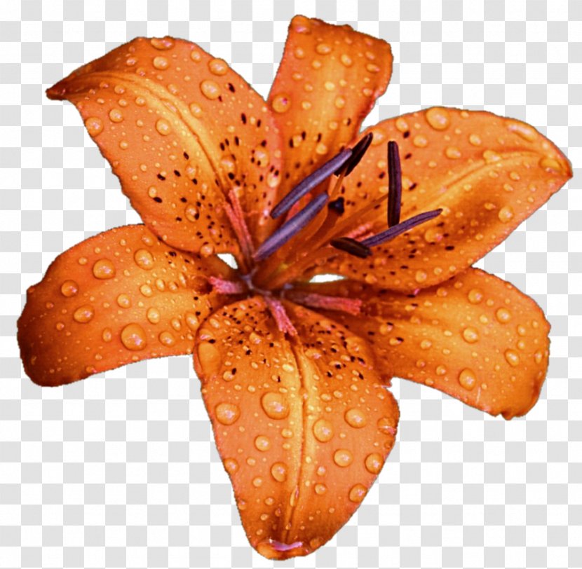 Lilium Bulbiferum Flower DeviantArt Stock Photography Clip Art - Livejournal - Lily Transparent PNG