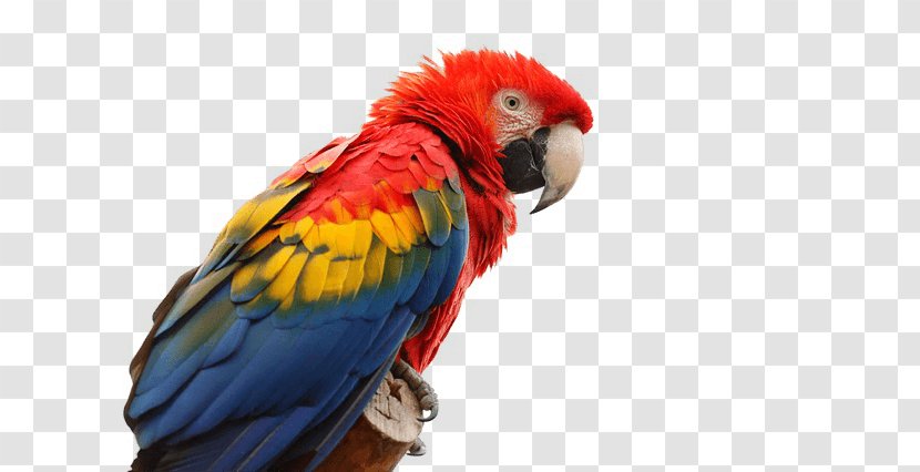 Parrot Macaw Clip Art Transparent PNG