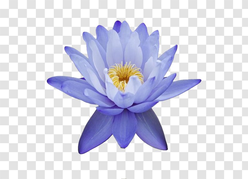 Egyptian Lotus Nelumbo Nucifera Flower Nymphaea Nouchali Lilium - Buddha's Words Transparent PNG