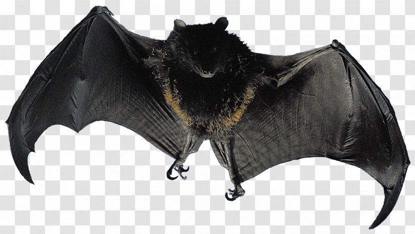 Bat Flight Animal Bird Mammal - Muis Transparent PNG