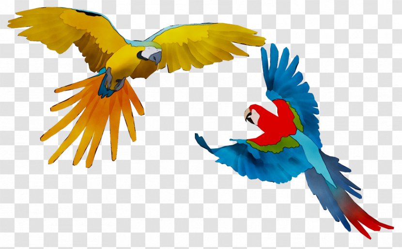 Macaw Feather Parakeet Beak Wing Transparent PNG