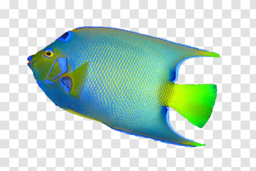 Fish Desktop Wallpaper Bass - Yellow Boxfish Transparent PNG