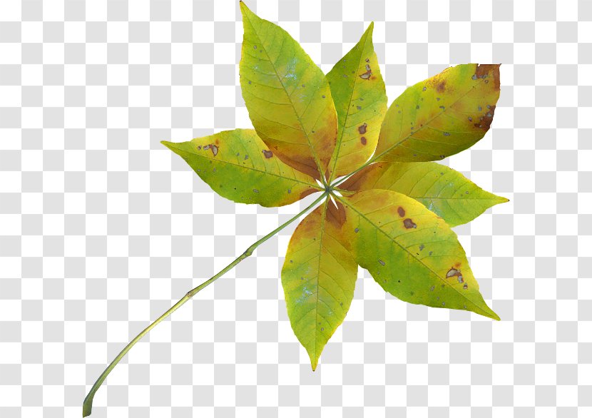 Autumn Leaves Background - Plant - Perennial Tree Transparent PNG