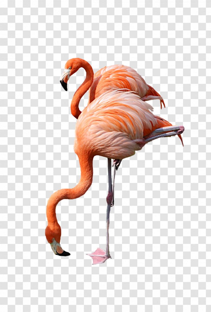 Flamingo Clip Art - Image File Formats Transparent PNG