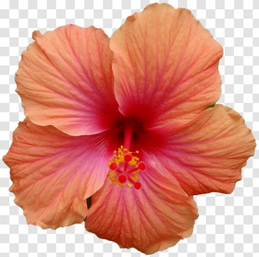 Shoeblackplant Fernlea Flowers Hawaiian Punch - Guru Purnima Transparent PNG