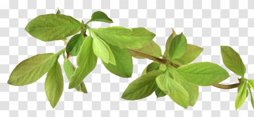 Lemon Tree - Basil - Mock Orange Transparent PNG