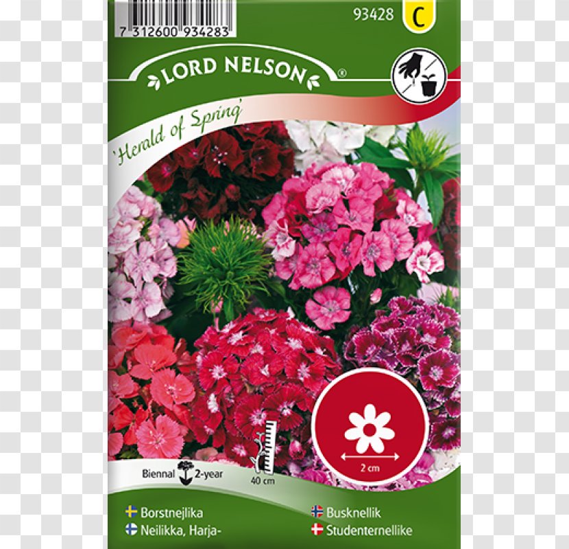 Sweet William Seed Biennial Plant Pea Perennial - Pink Family - Dianthus Transparent PNG