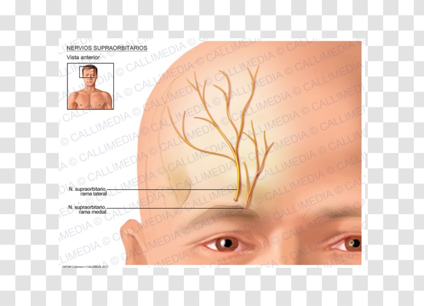 Eyebrow Supraorbital Nerve Artery Anatomy - Human - Eye Transparent PNG