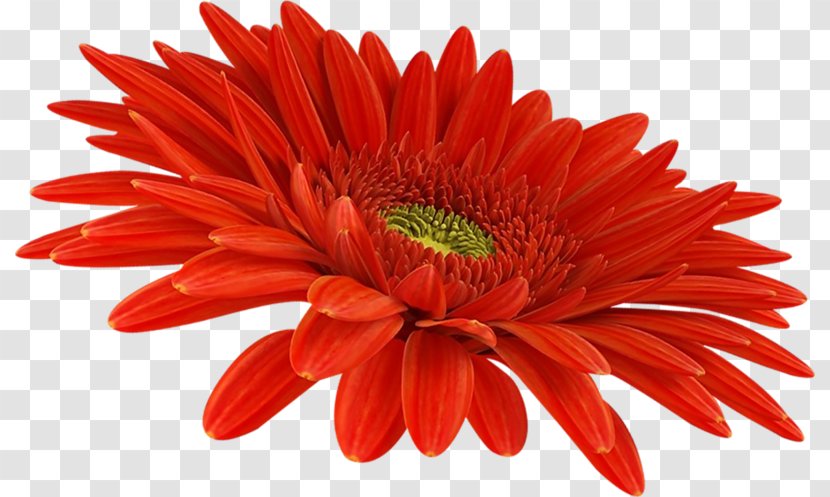 Transvaal Daisy Chrysanthemum Red Sunflower Transparent PNG