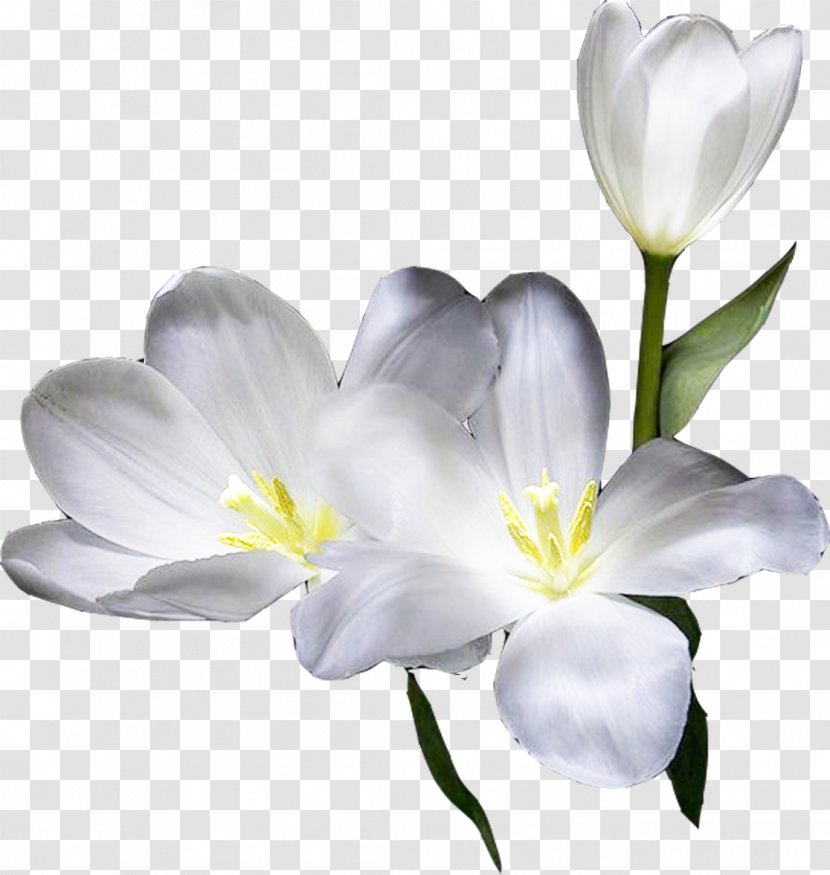 Cut Flowers Plant Stem Petal - Lilly Transparent PNG