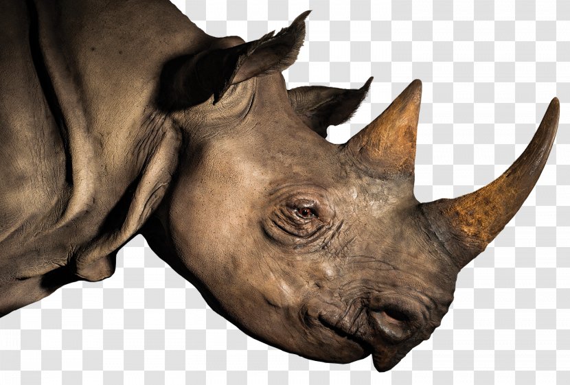 Rhinoceros Horn Elephant LoveLiveServe - Wildlife - Terrestrial Animal Transparent PNG