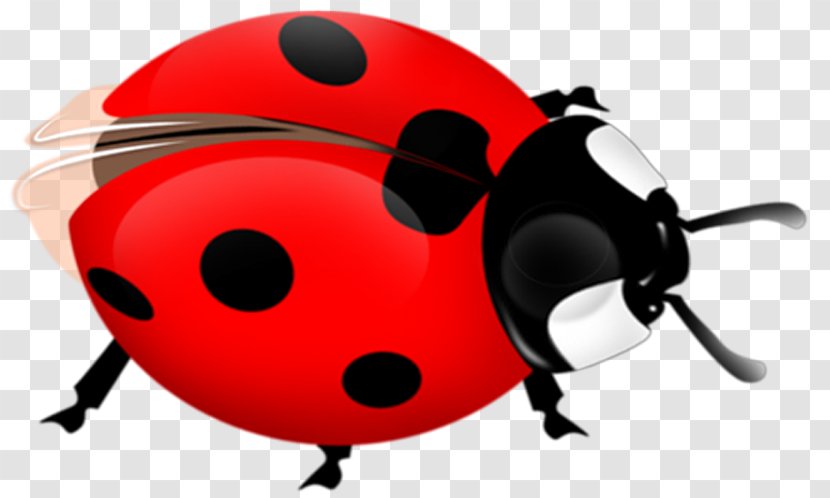 Ladybird Beetle Clip Art - Information Transparent PNG