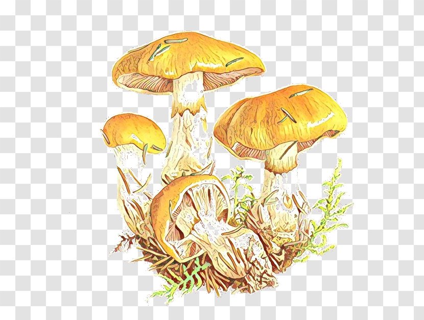 Edible Mushroom Medicinal Fungi Organism Medicine - Penny Bun Transparent PNG