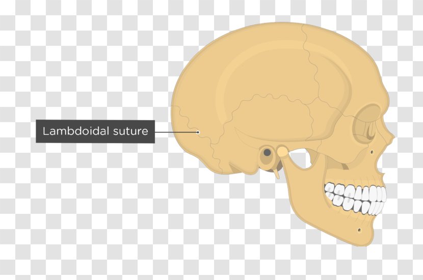 Skull Temporal Line Parietal Bone Anatomy Lambdoid Suture - Axial Skeleton Transparent PNG