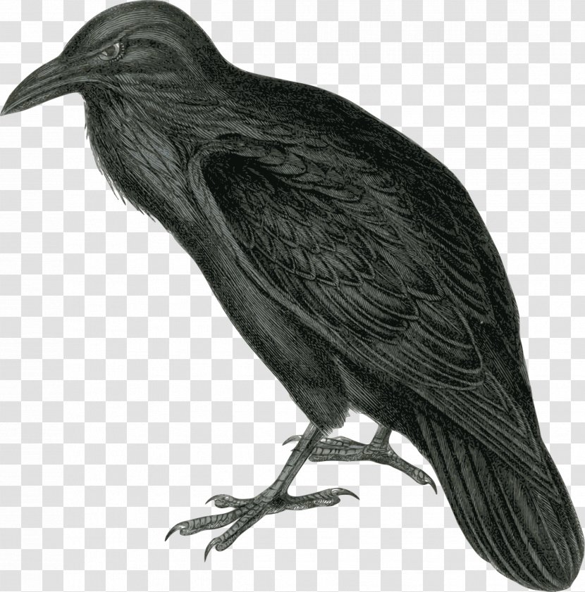 The Raven Common Clip Art - Feather Transparent PNG