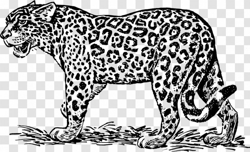 Jaguar Desktop Wallpaper Clip Art - Dog Like Mammal - Leopardblackandwhite Transparent PNG