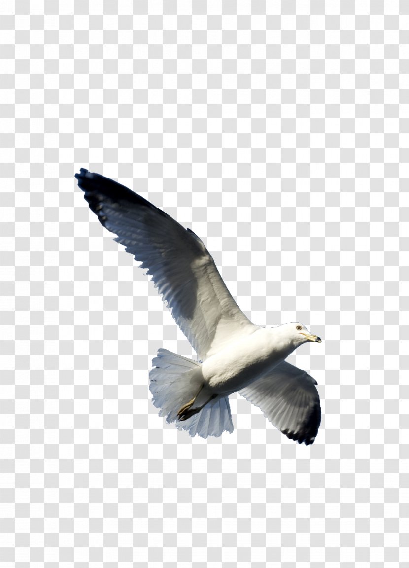 Gulls Bird Flight Goose Wing - Flying Transparent PNG