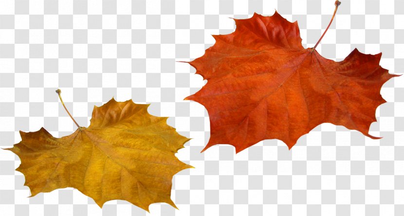 Autumn Leaf Color Tree - Deciduous Transparent PNG