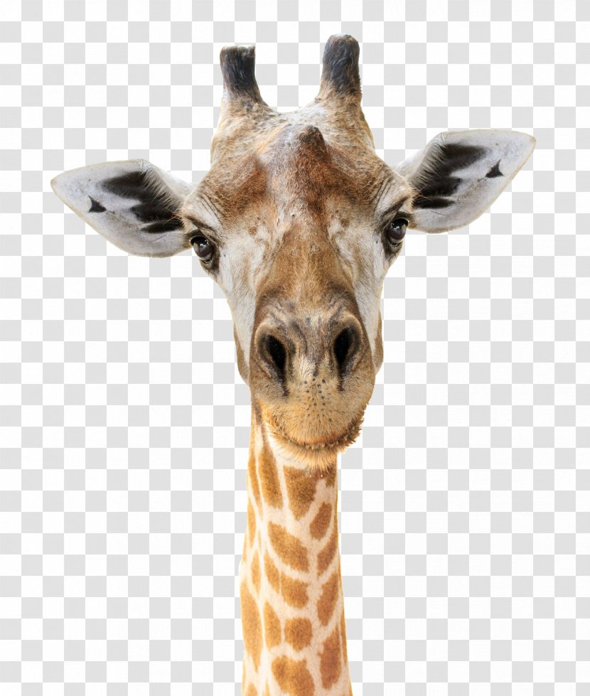 Giraffe Felidae Head Stock Photography Face - Snout Transparent PNG