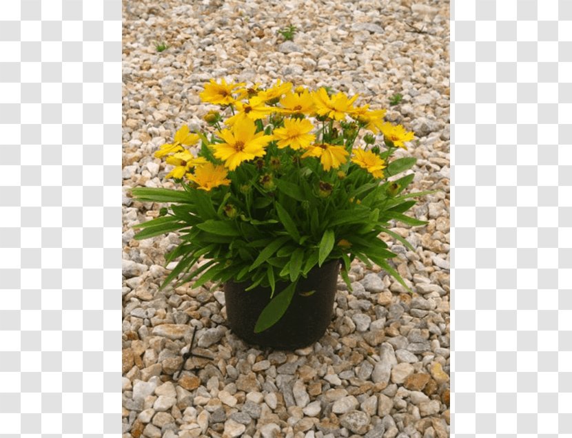 Garden Large-flowered Tickseed Marigolds Flowerpot Ornamental Plant - Patio - African Sunset Transparent PNG