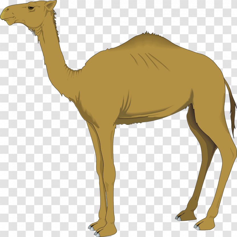 Camel Clip Art - Mammal - Brown Transparent PNG