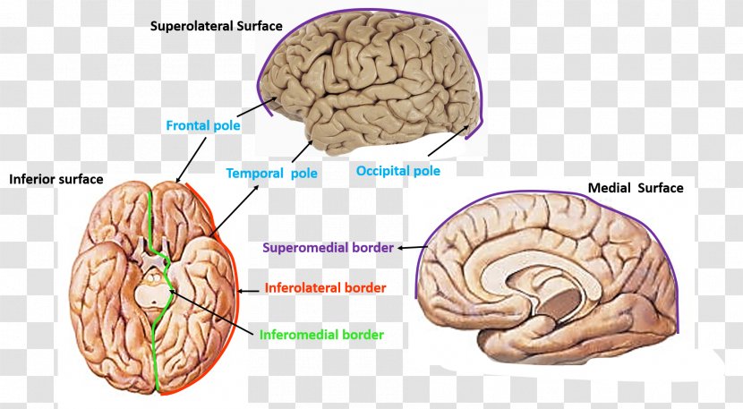 Brain Cerebrum Cerebral Hemisphere Occipital Lobe Frontal - Flower Transparent PNG