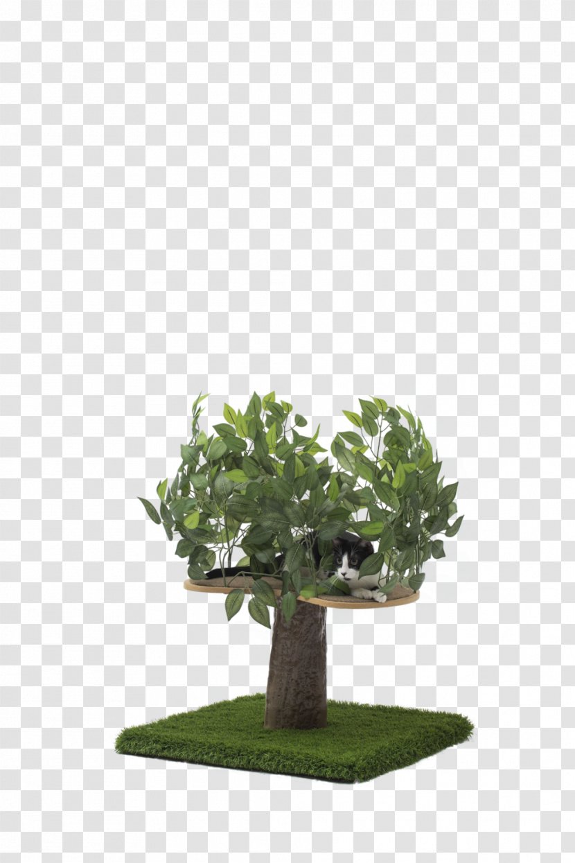 Cat Tree Kitten Pet - Houseplant - Bonsai Transparent PNG