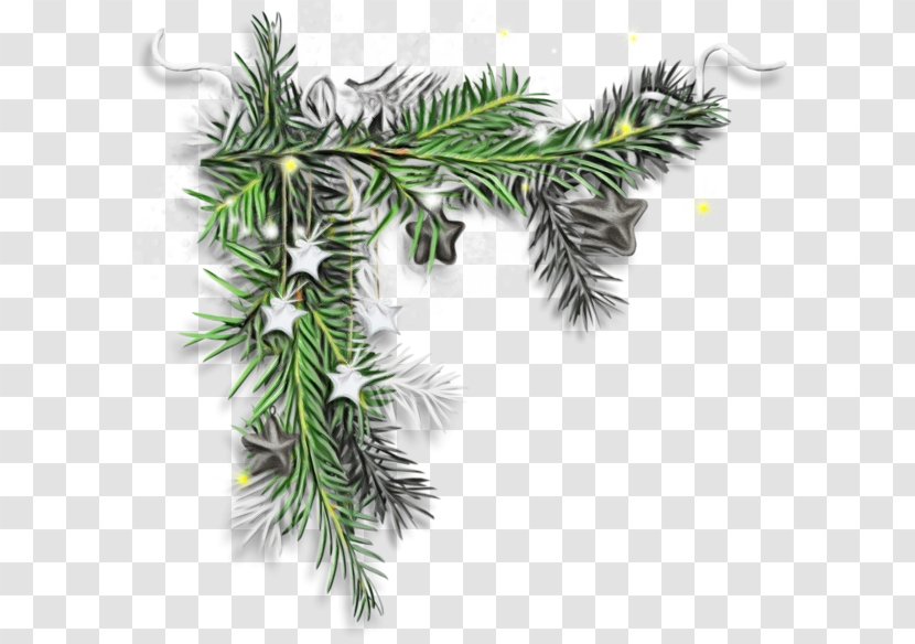 Christmas Black And White - American Larch - Juniper Arecales Transparent PNG