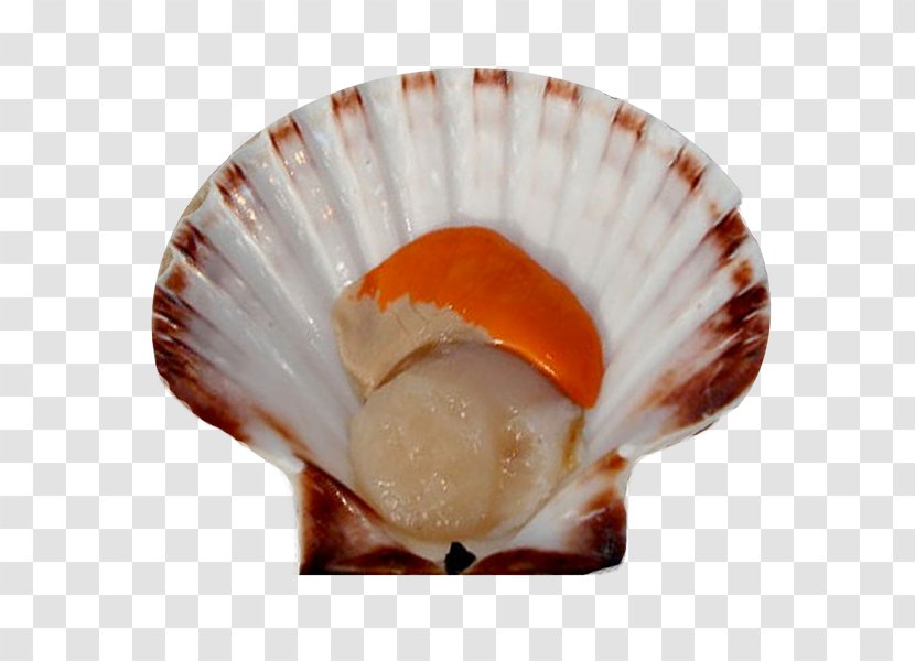 Clam Mussel Seashell Pecten Jacobaeus Oyster - Moulesfrites - Product Transparent PNG