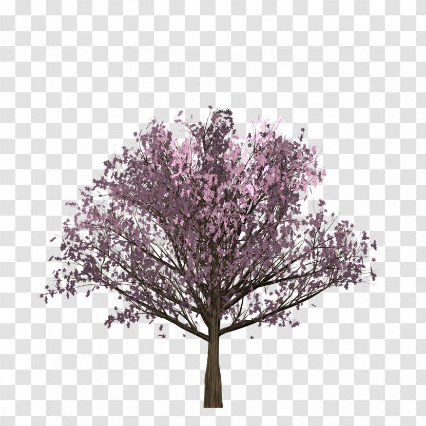 Vector Graphics Stock Photography Euclidean Image - Plant - Cherry Tree Transparent PNG