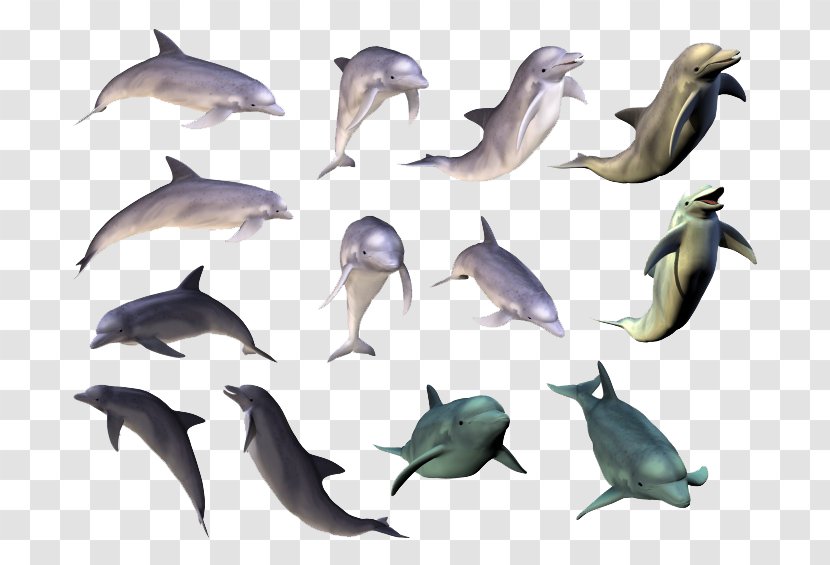 Dolphin Painting Clip Art - Animal - Collection Transparent PNG