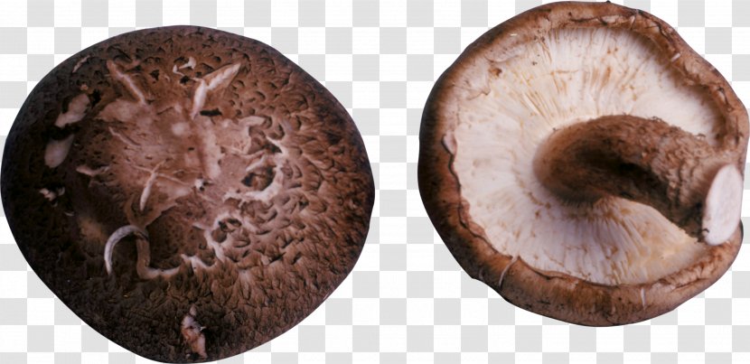 Shiitake Common Mushroom Fungus - Homobasidiomycetes Transparent PNG