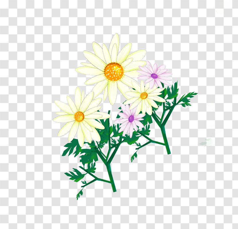 Common Daisy Oxeye Design White - Family - Cartoon Transparent PNG
